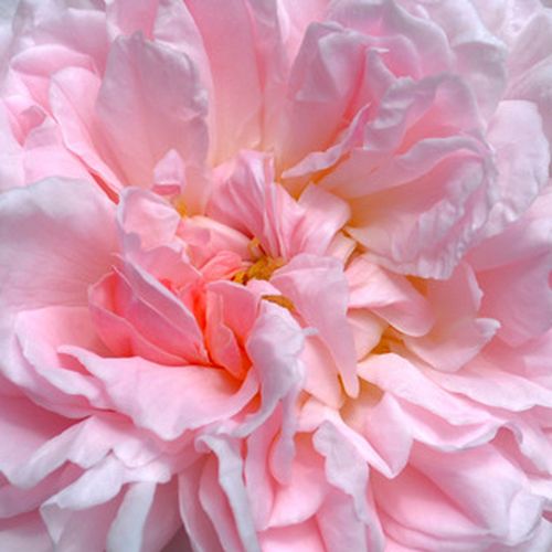 Róże ogrodowe - angielska róża - różowy  - Rosa  Eglantyne - róża z intensywnym zapachem - David Austin - Bardzo nadaje się na klomby różane i można ją dobrze zestawić z roślinami wieloletnimi na skraju klombu.